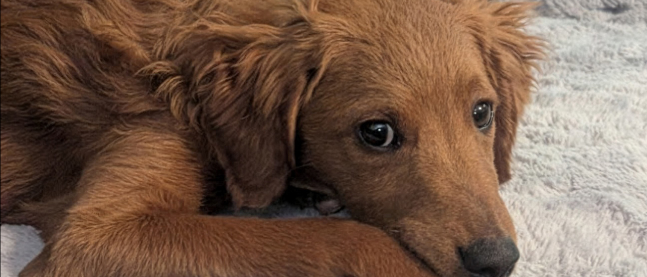 biz@golddogzeus.com banner