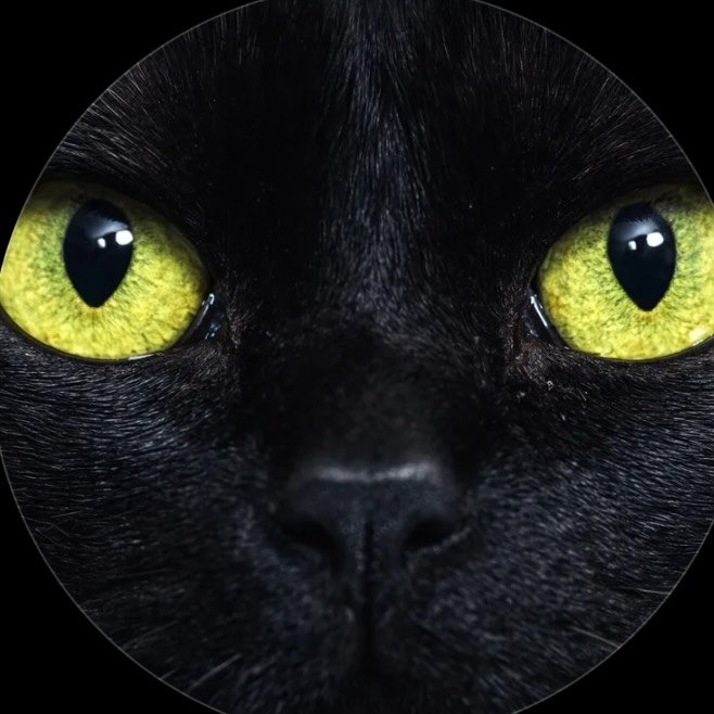 blackcatsmattter@gmail.com