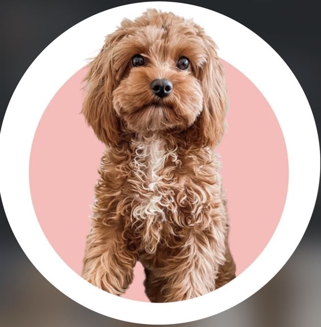 @hollythepoo_
