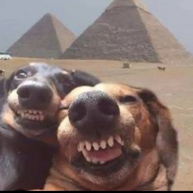 Dog Life